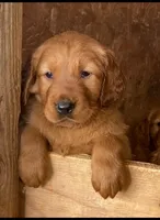 Raffles, a female Golden Retriever for sale in Irvine, CA – Photo 1 of 3