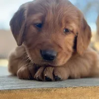 Golden Retriever Boy, a male Golden Retriever for sale in Irvine, CA – Photo 2 of 8