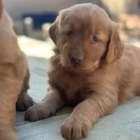 Golden Retriever Boy, a male Golden Retriever for sale in Irvine, CA – Photo 6 of 8