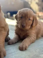 Golden Retriever Boy, a male Golden Retriever for sale in Irvine, CA – Photo 6 of 8