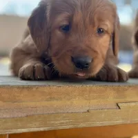Golden Retriever Boy, a male Golden Retriever for sale in Irvine, CA – Photo 7 of 8