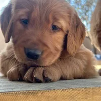 Golden Retriever Boy, a male Golden Retriever for sale in Irvine, CA – Photo 4 of 8