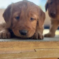Golden Retriever Boy, a male Golden Retriever for sale in Irvine, CA – Photo 8 of 8