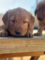 Golden Retriever Boy, a male Golden Retriever for sale in Irvine, CA – Photo 8 of 8