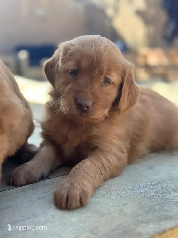 Golden Retriever Boy
