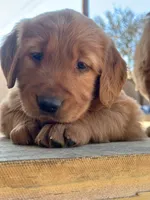 Golden Retriever Boy, a male Golden Retriever for sale in Irvine, CA – Photo 5 of 8