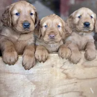 Dexter, a male Golden Retriever for sale in Irvine, CA – Photo 2 of 4