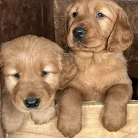 Dexter, a male Golden Retriever for sale in Irvine, CA – Photo 4 of 4