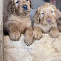 Dexter, a male Golden Retriever for sale in Irvine, CA – Photo 3 of 4