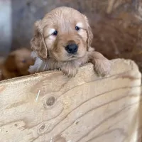 Dexter, a male Golden Retriever for sale in Irvine, CA – Photo 1 of 4