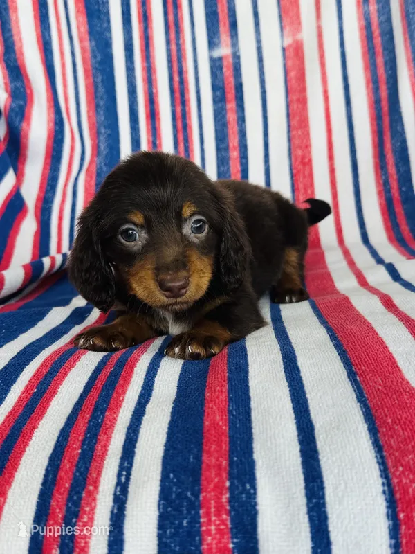 Moose – Miniature Dachshund puppy for sale in Davis, OK
