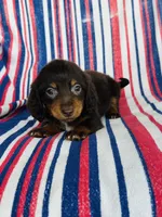 Moose, a male Miniature Dachshund for sale in Davis, OK – 1 of 3