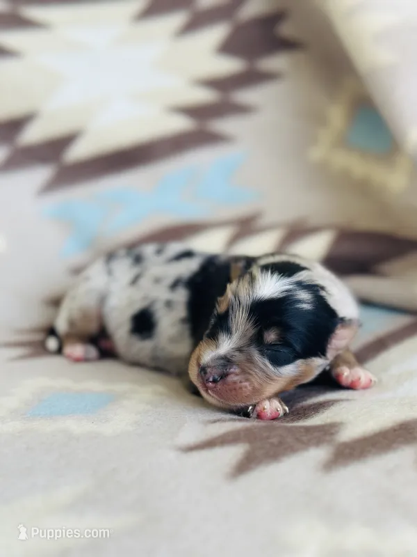 Monster 1 – Australian Shepherd puppy for sale in Davis, OK