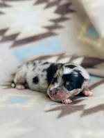 Monster 1, a male Australian Shepherd for sale in Davis, OK – 1 of 5