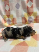 Trip, a male Miniature Dachshund for sale in Davis, OK – 3 of 4