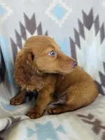 Slinky, a male Miniature Dachshund for sale in Davis, OK – 3 of 6