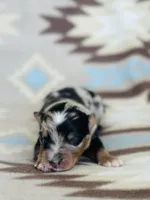 Monster 1, a male Australian Shepherd for sale in Davis, OK – 2 of 5