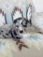 Monster2, a male Australian Shepherd for sale in Davis, OK – 6 of 6
