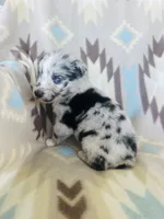 Winter1, a female Australian Shepherd for sale in Davis, OK – 6 of 6