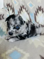 Monster1, a male Australian Shepherd for sale in Davis, OK – 3 of 7