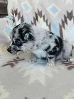 Monster1, a male Australian Shepherd for sale in Davis, OK – 5 of 7