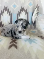 Monster2, a male Australian Shepherd for sale in Davis, OK – 4 of 6