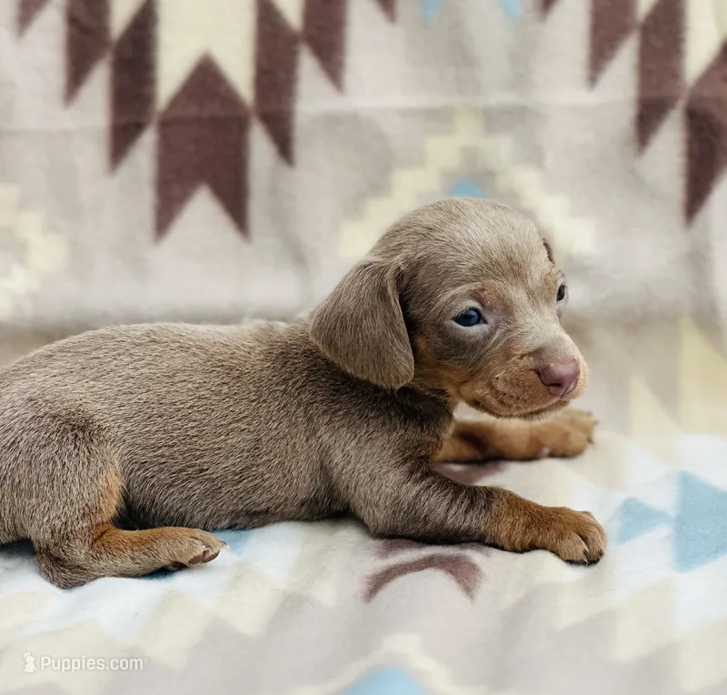 Lady – Miniature Dachshund puppy for sale in Davis, OK