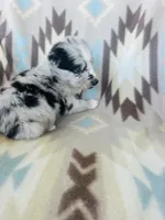 Winter1, a female Australian Shepherd for sale in Davis, OK – 4 of 6