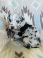 Winter1, a female Australian Shepherd for sale in Davis, OK – 2 of 6