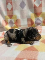 Trip, a male Miniature Dachshund for sale in Davis, OK – 2 of 4
