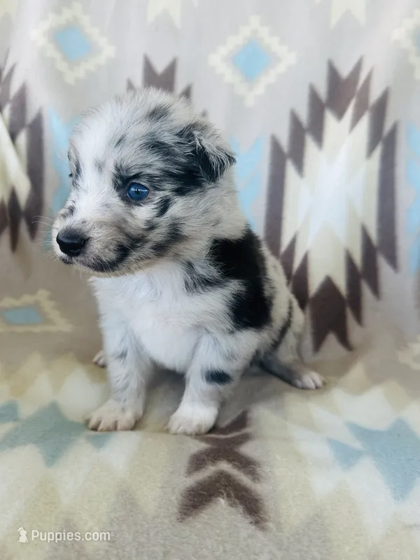 Winter1 – Australian Shepherd puppy for sale in Davis, OK