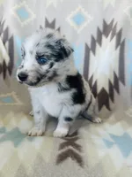 Winter1, a female Australian Shepherd for sale in Davis, OK – 1 of 6