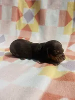 Lady 1, a female Miniature Dachshund for sale in Davis, OK – 3 of 3