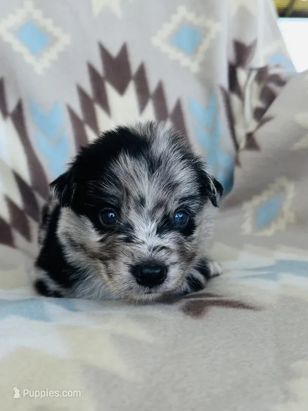 Monster1 – Australian Shepherd puppy for sale in Davis, OK