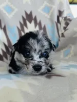Monster1, a male Australian Shepherd for sale in Davis, OK – 1 of 7