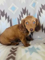 Slinky, a male Miniature Dachshund for sale in Davis, OK – 1 of 6