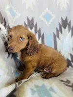 Slinky, a male Miniature Dachshund for sale in Davis, OK – 5 of 6