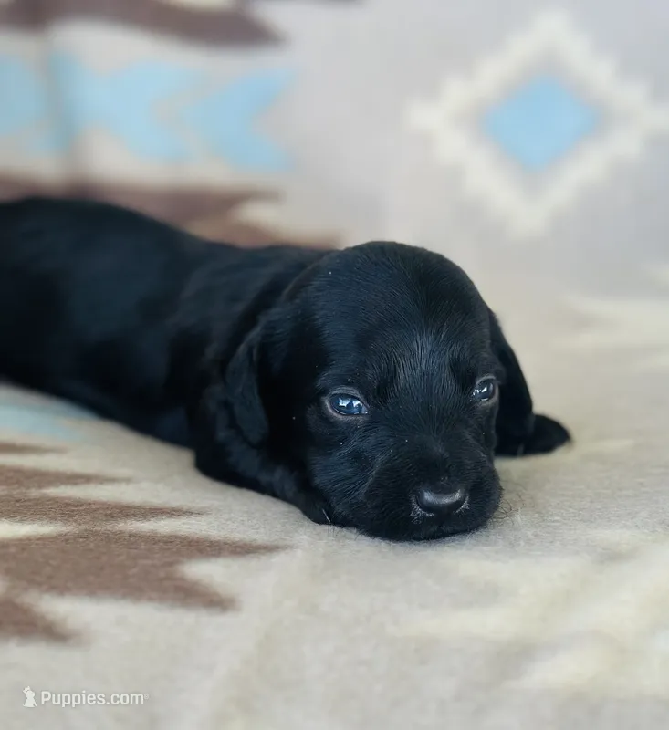 Slinky – Miniature Dachshund puppy for sale in Davis, OK