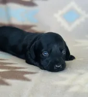 Slinky, a male Miniature Dachshund for sale in Davis, OK – 1 of 5
