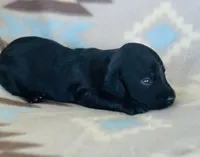 Slinky, a male Miniature Dachshund for sale in Davis, OK – 3 of 5