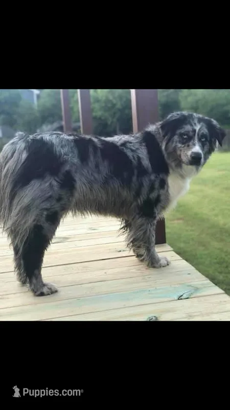 Winter – Australian Shepherd puppy for sale in Davis, OK