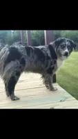 Winter, a female Australian Shepherd for sale in Davis, OK – 1 of 1