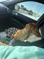 Penny, a female Miniature Dachshund for sale in Davis, OK – Photo 2 of 2