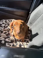 Penny, a female Miniature Dachshund for sale in Davis, OK – Photo 1 of 2