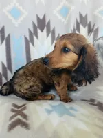 Oakley, a male Miniature Dachshund for sale in Davis, OK – 3 of 4