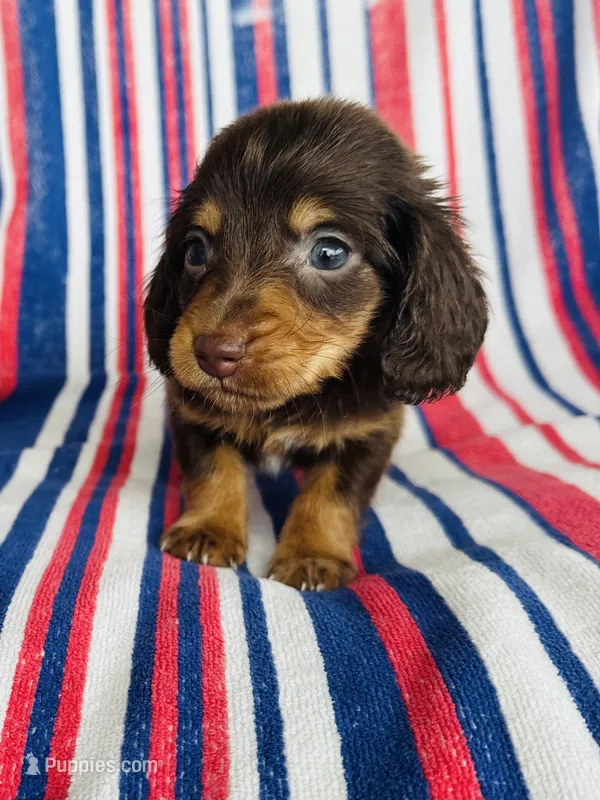 Moose – Miniature Dachshund puppy for sale in Davis, OK