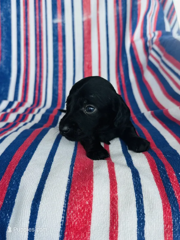 Slinky – Miniature Dachshund puppy for sale in Davis, OK