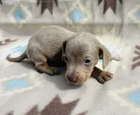 Tripp, a male Miniature Dachshund for sale in Davis, OK – 2 of 6