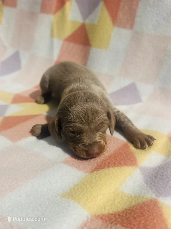 Lady – Miniature Dachshund puppy for sale in Davis, OK
