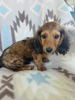 Oakley, a male Miniature Dachshund for sale in Davis, OK – 2 of 4